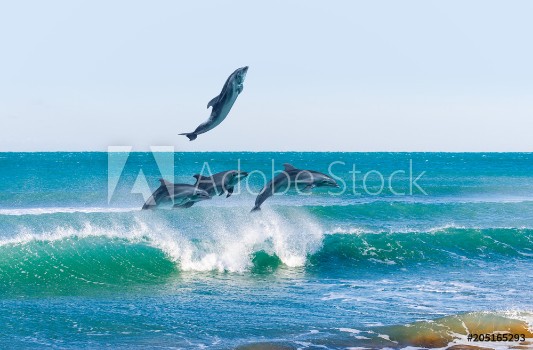 Picture of Group of jumping dolphins beautiful seascape and blue sky